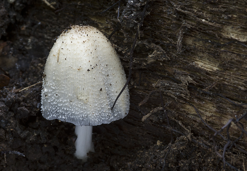 Coprinopsis spelaiophila